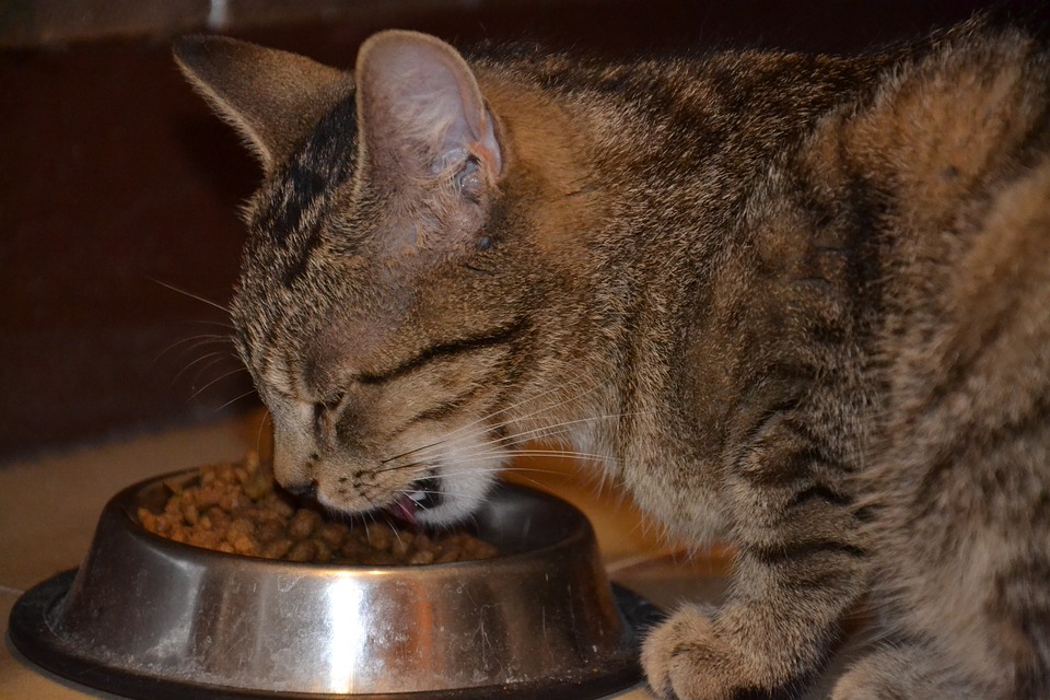 Jaka karma dla kota – sucha czy mokra?